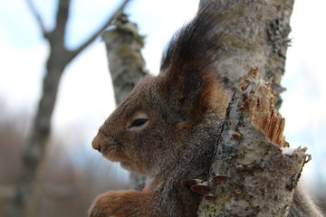 Squirrel sitting on a tree, head close-up. Great illustration.