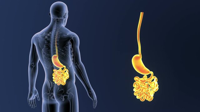 Stomach and Small Intestine zoom with Skeleton