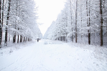 winter forest covered snow