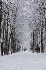 winter forest covered snow