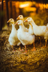 Five young goose together sit in the grass