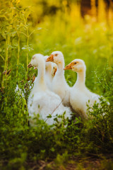 Five young goose together sit in the grass