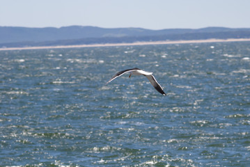 One Lonely Seagull flying over the sea at Casa Pueblo, Punta del Este, Uruguay