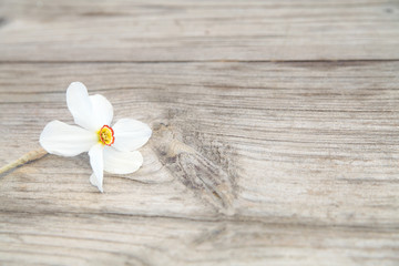 First spring narcissus flower on vintage wooden background.Space for your text.