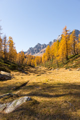 Scenic and colorful larches forest mountain landscape in sunny autumn winter morning outdoor