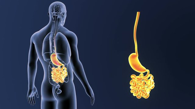 Stomach and Small Intestine zoom with Organs