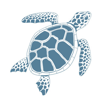 Graphic turtle. Vector illustration.