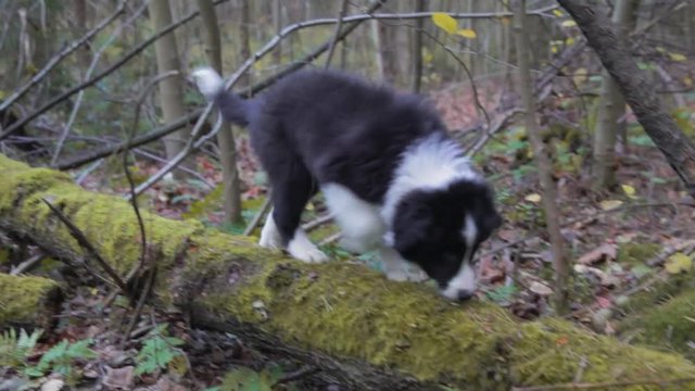 puppy border collie climbs the tree