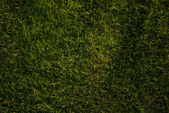 Close Up Of A Green Short Cut Grass 