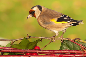 European goldfinch bird close up