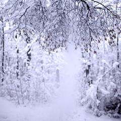 winter forest with a bunch of snow on the trees