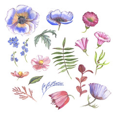 Hand drawn watercolor collection of different flowers. Spring blossom clip art, isolated anemones, forget me not, cherry flowers and leaves.