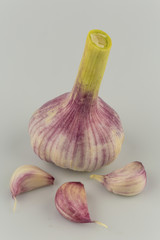 garlic