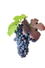 Grapes on white