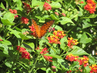 MAriposa Naranja volando sobre flores