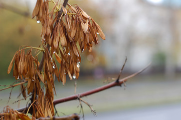 Wet branch of ash tree with seeds under the autumn rain