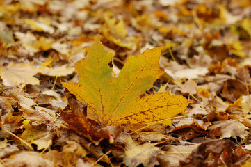 Bright yellow maple leaf on the ground