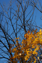 Autumn maple trees with dark branches and yellow leaves with blue sky