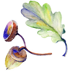 Forest acorn in a hand drawn watercolor style isolated. Aquarelle acorn for background, texture, wrapper pattern, frame or border.
