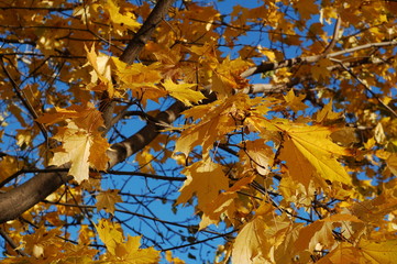 Autumn maple trees with yellow leaves