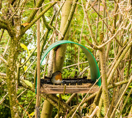 A european robin stands inside a feeding station in a garden