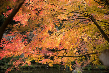 自然　紅葉のある風景