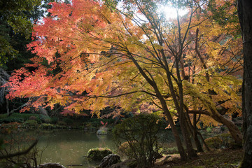 Fototapeta na wymiar 自然　紅葉のある風景