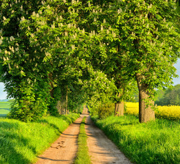 Allee mit blühenden Kastanienbäumen im Frühling