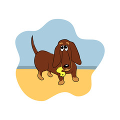 color vector illustration of dachshund 