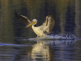 White Pelican Landing on Water
