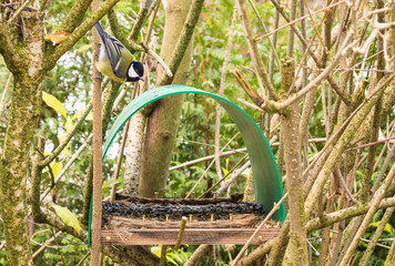 Black tit perched above a feeding station in a garden