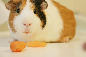 cute guinea pig is eating a carrot