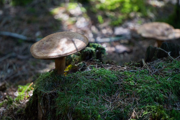 Fototapeta premium Mushroom growing on moss covered tree stump
