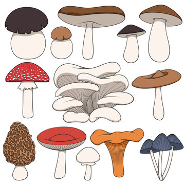 Set of color images of mushrooms. Isolated vector objects on white background.