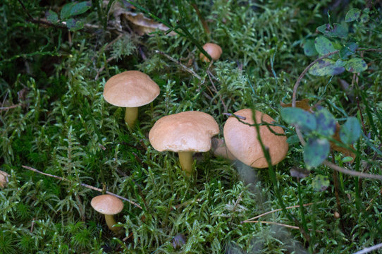 Small mushrooms growing on the forest floor