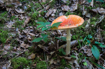 Red capped mushroom growing in an Austrian forest in autumn