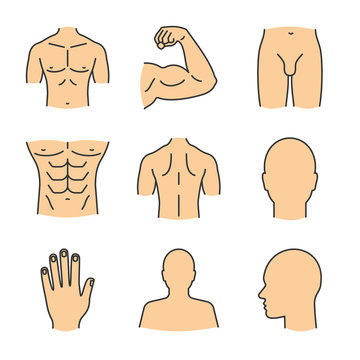 Male body parts color icons set