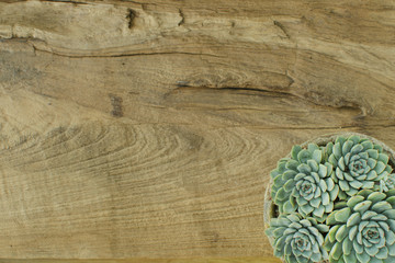 Part of Blue Pastel flowering houseplant succulent plant on wood background top view