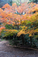 紅葉　衣笠山　神奈川県横須賀市衣笠付近の風景　日本