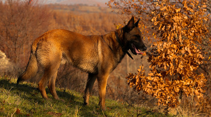 Belgian Shepherd malinois