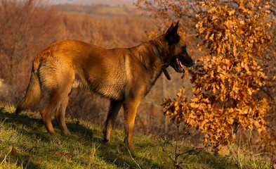 Belgian Shepherd malinois
