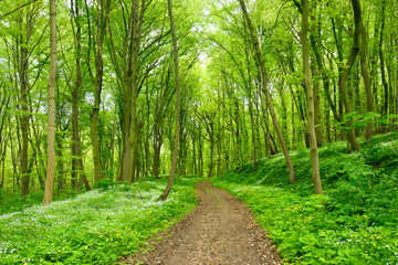 Winding Footpath through Green Forest of Beech Trees in Spring