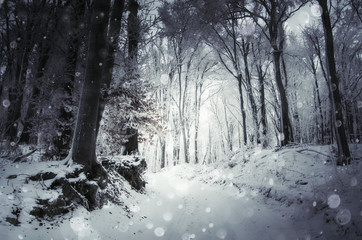 snow falling in cold forest in winter
