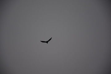 Flying Raven