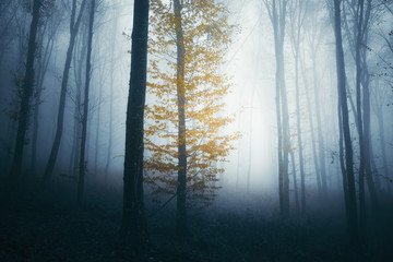 autumn foliage on magical tree in mysterious dark forest