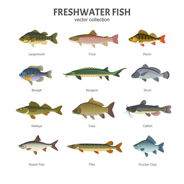 Freshwater fish set. Vector illustration of different types of fish, such as Largemouth Bass, Trout, Perch, Bluegill, Sturgeon, Drum, Walleye, Carp, Pike, Roach Fish and Catfish. Isolated on white.