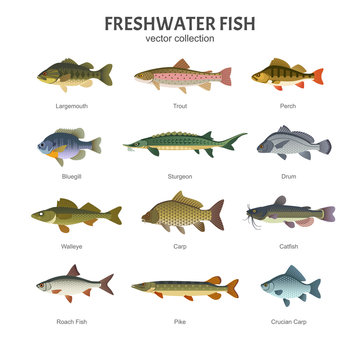 Freshwater Images Browse 402 407 Stock Photos Vectors And Video 