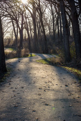 sun dappled trail in the woods in fall