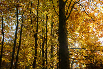 Autumn Gold Glade