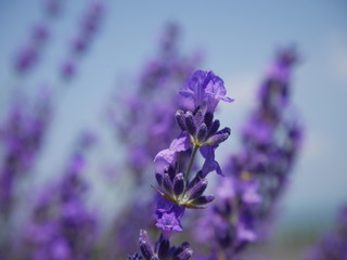 Beautiful lavenders in a farm